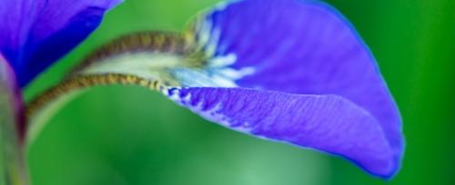 Abstract;Abstraction;Bloom;Blossom;Blossoms;Blue;Blues;Botanical;Calm;Close-up;Cool Colors;Cool Palette;Cool Tones;Floral;Floret;Floweret;Flowering;Flowers;Flowers & Plants;Healing;Health care;Healthcare;Lavender;Macro;Nature;Pastoral;Petal;Petals;Shape;Stamen;Warm Colors;Warm Palette;Warm Tones;Yellow;bloom;blue;botanicals;color;flora;floral;flower;grass;green;iris;leaves;oneness;orange;pattern;peaceful;plant;plants;purple;restful;serene;soothing;texture;tranquil;vegetation;yellow;zen